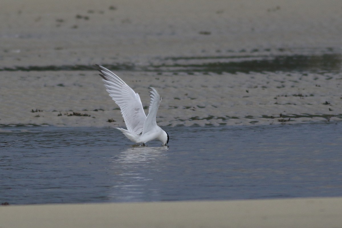 Gull-billed Tern - ML620789892