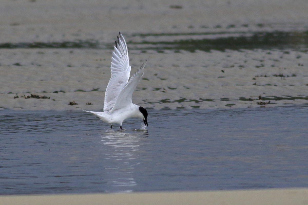 Gull-billed Tern - Richard Stanton