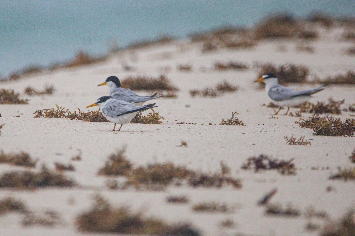 Least Tern - ML620789900