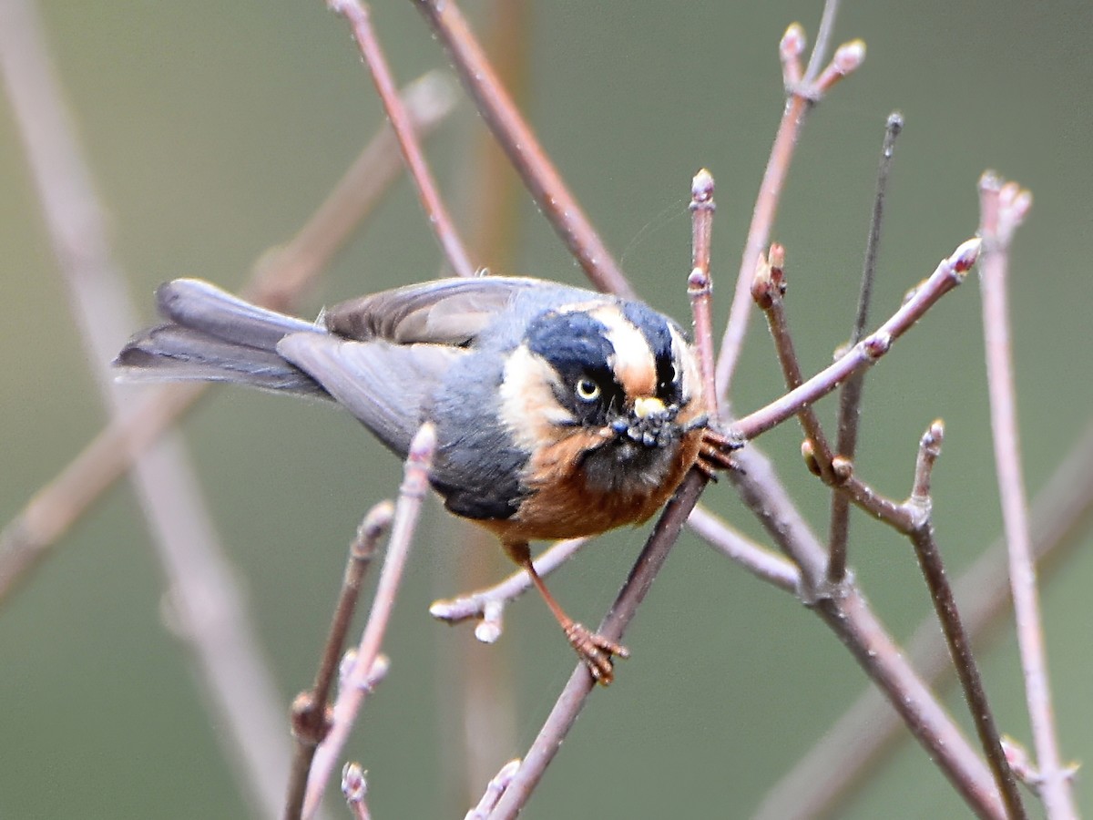 Black-browed Tit - ML620789901