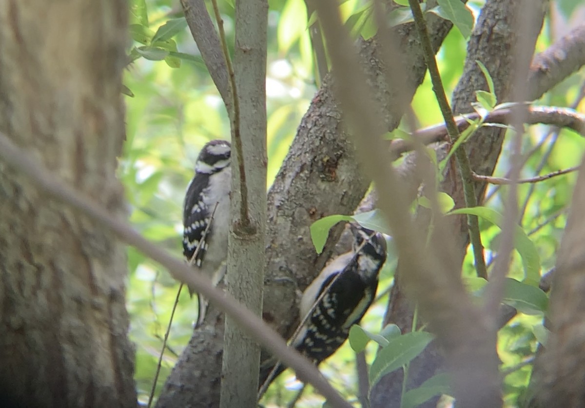 Downy Woodpecker - ML620789903