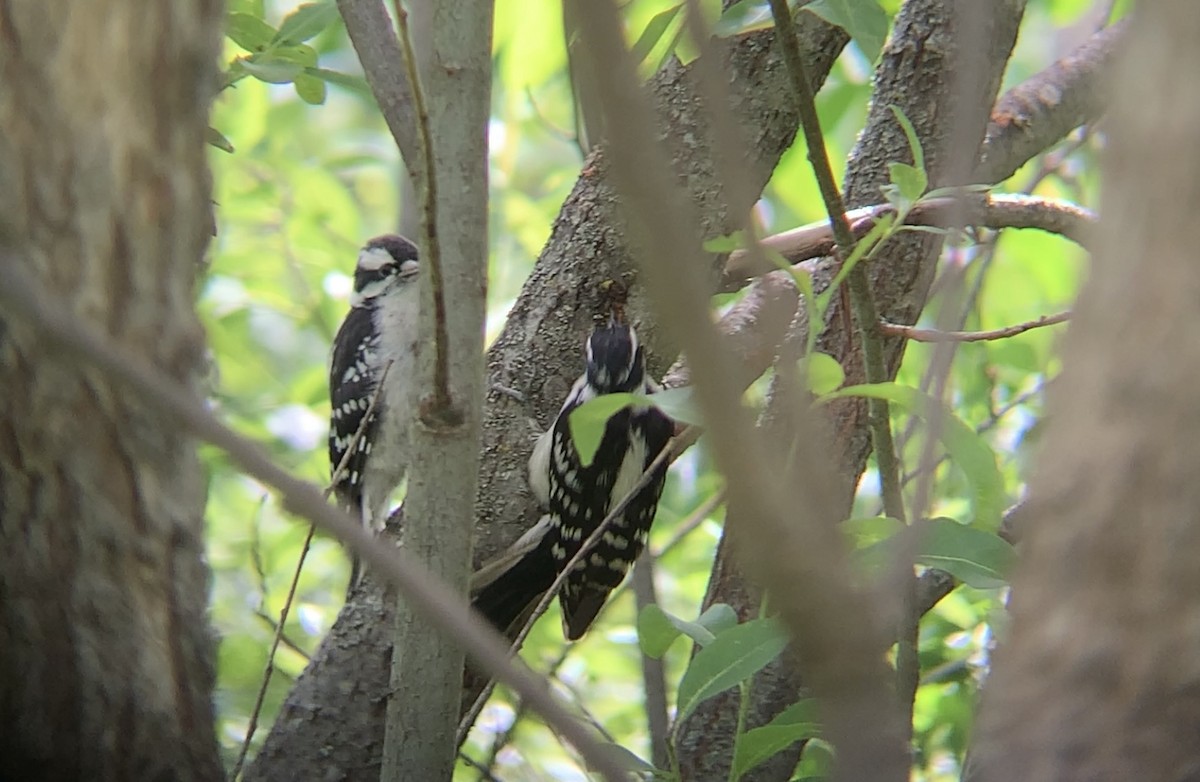 Downy Woodpecker - ML620789905