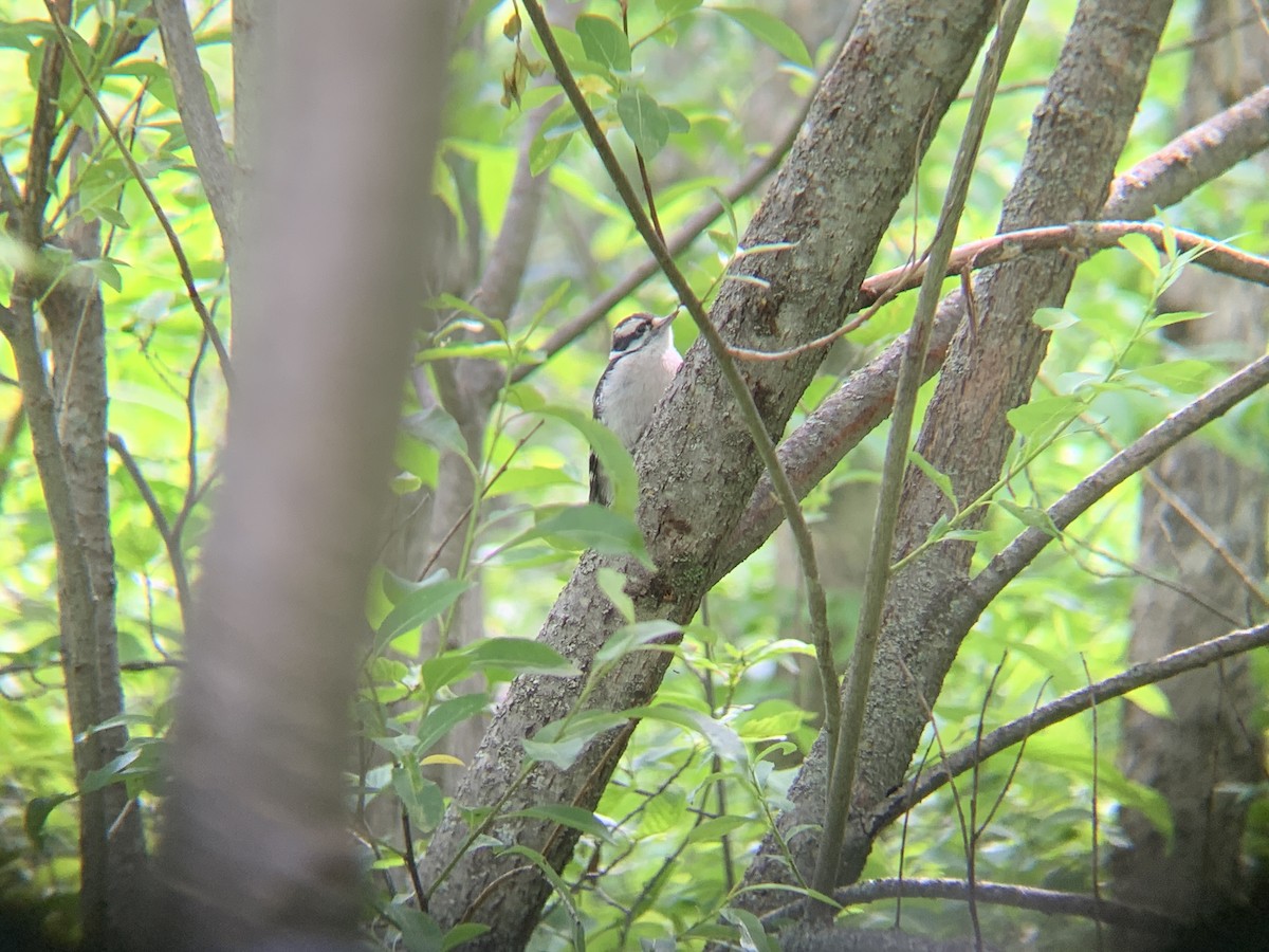 Downy Woodpecker - ML620789910