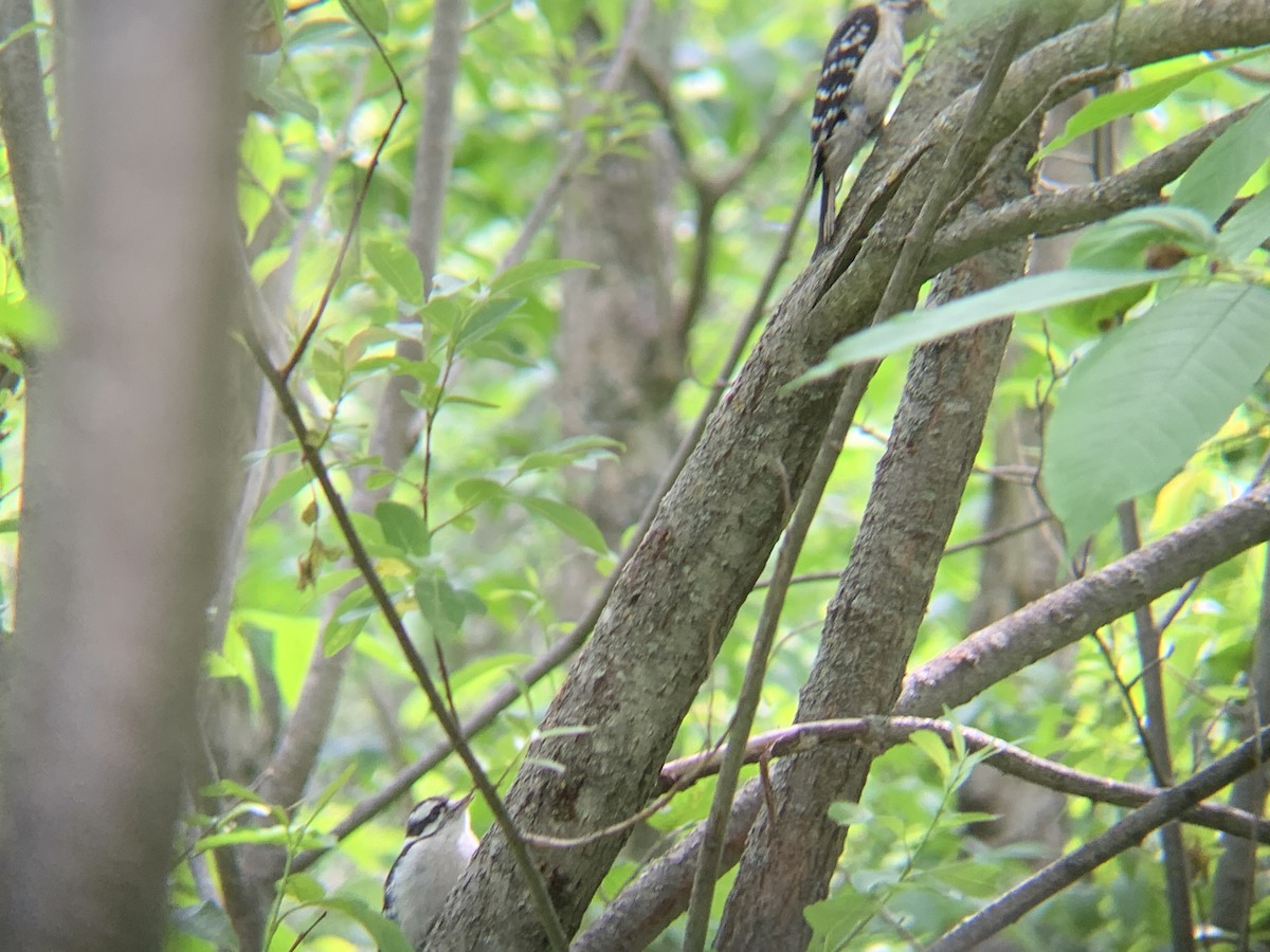 Downy Woodpecker - ML620789911