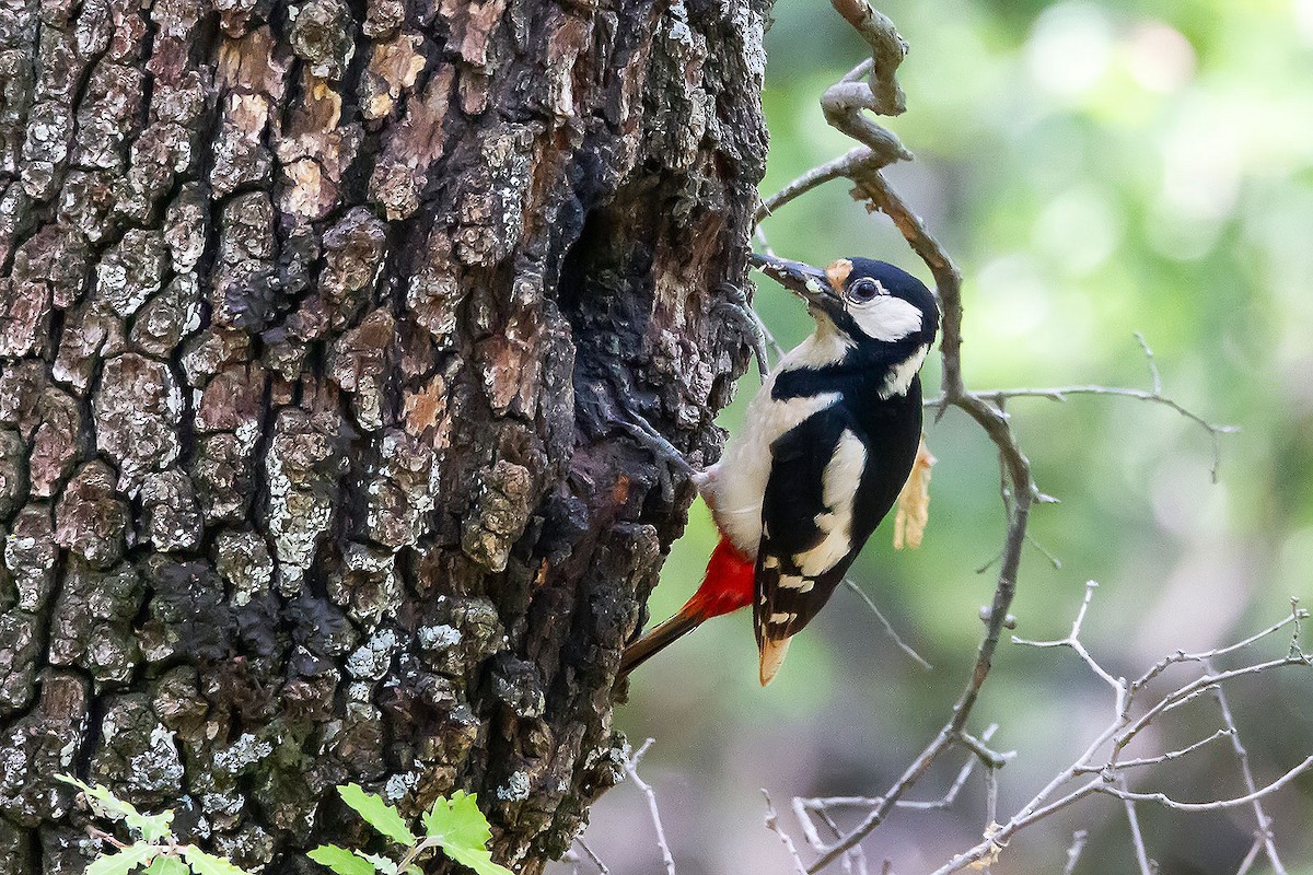 Great Spotted Woodpecker - ML620789914