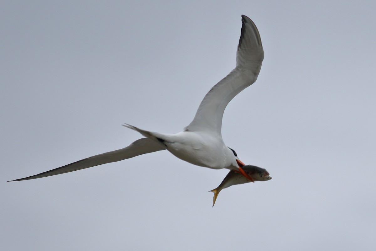 Royal Tern - Richard Stanton