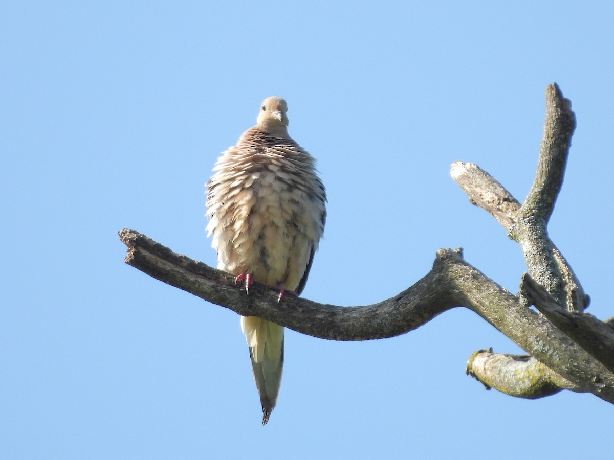 Mourning Dove - ML620789926