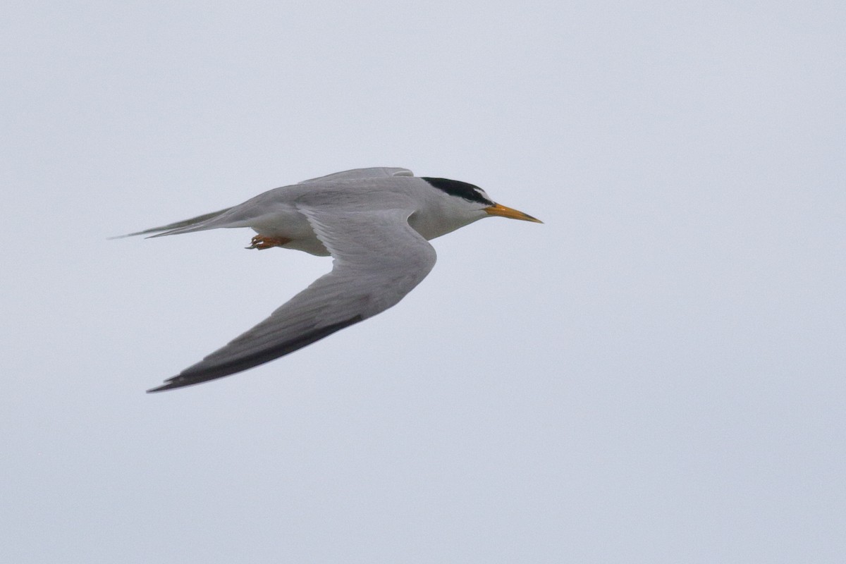 Least Tern - ML620789935