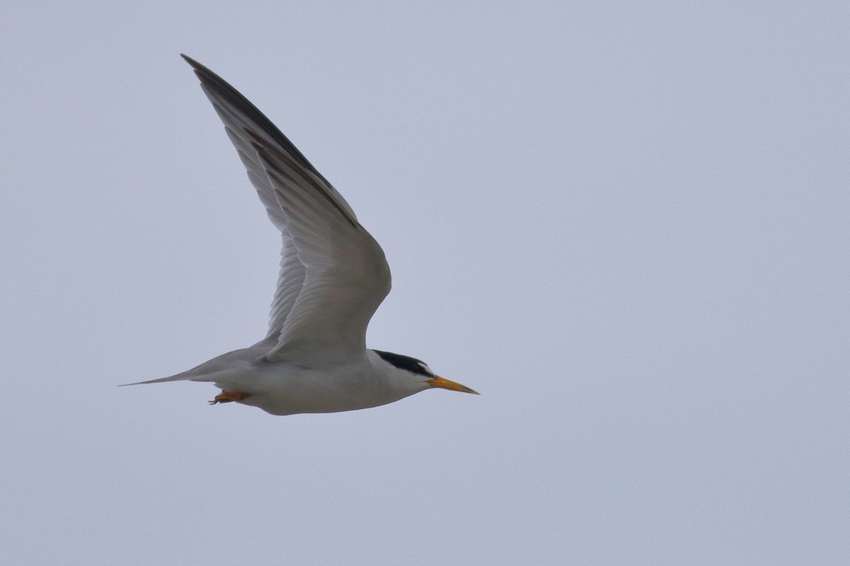 Least Tern - ML620789936