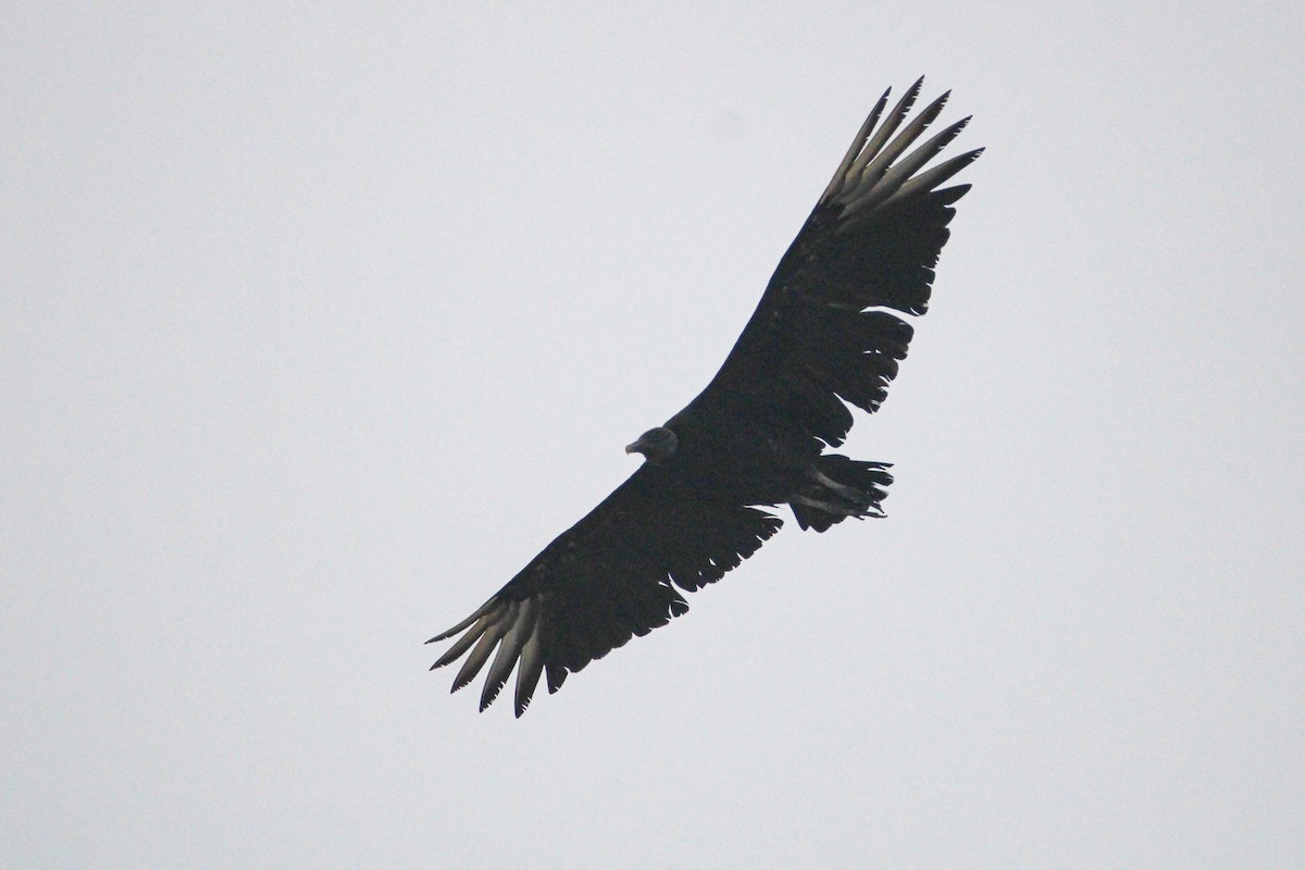 Black Vulture - ML620789938