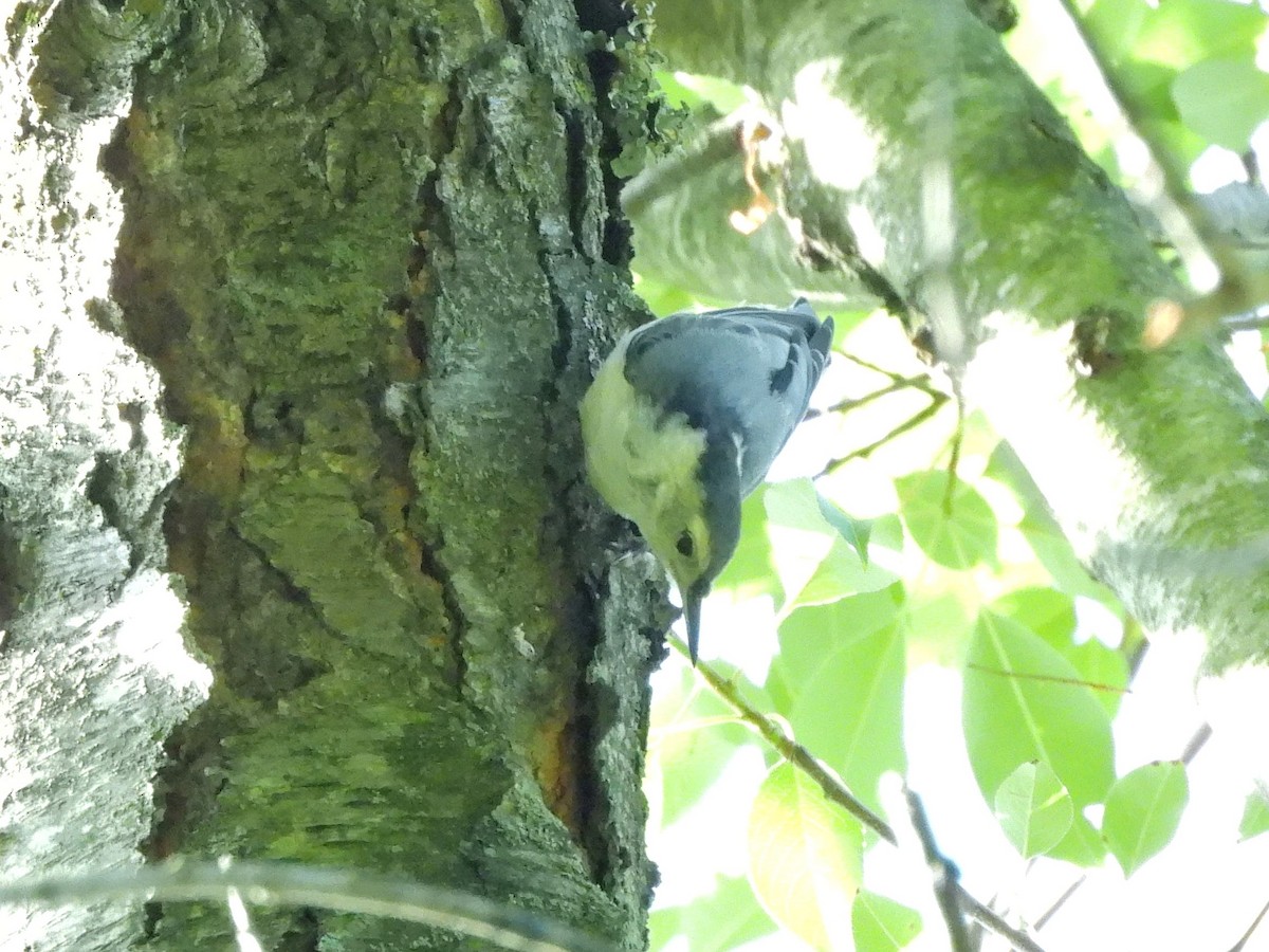 White-breasted Nuthatch - ML620789939