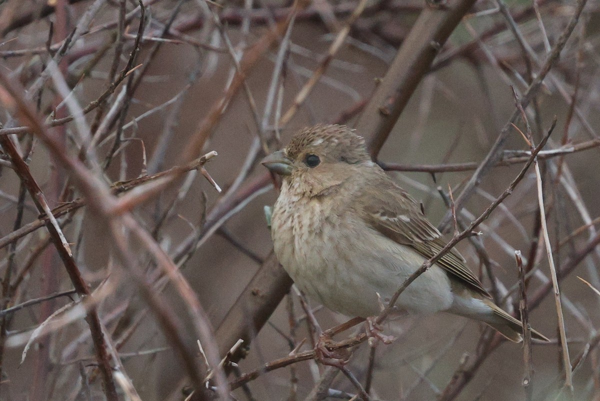 Common Rosefinch - ML620789942