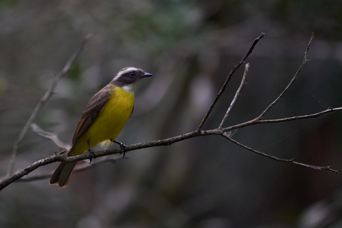 Social Flycatcher - ML620789945