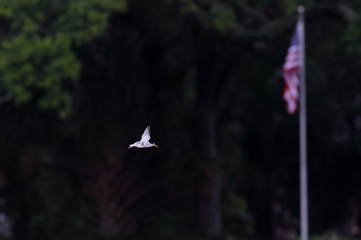 Least Tern - ML620789948