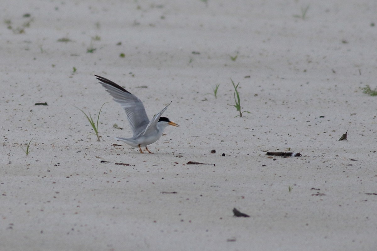 Least Tern - ML620789951