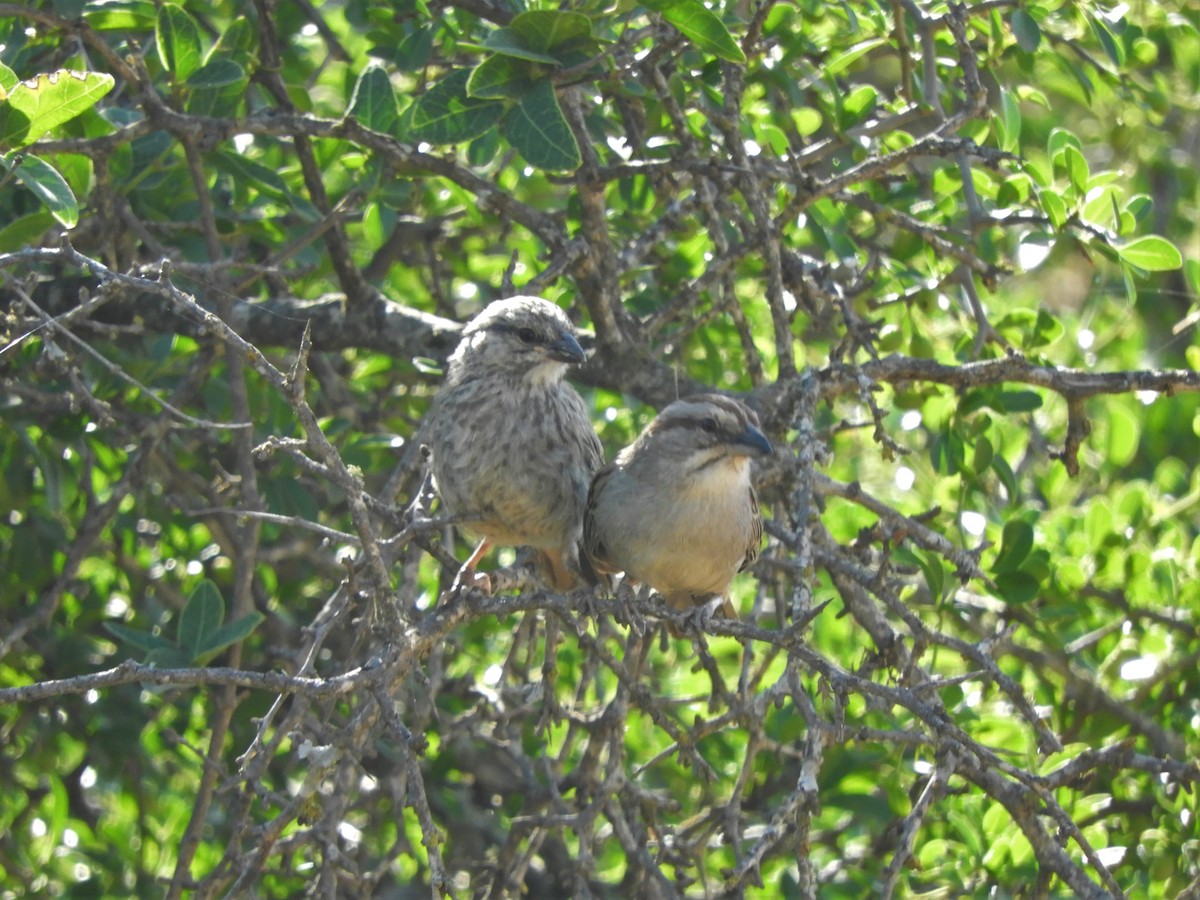 Chaco Sparrow - ML620789953