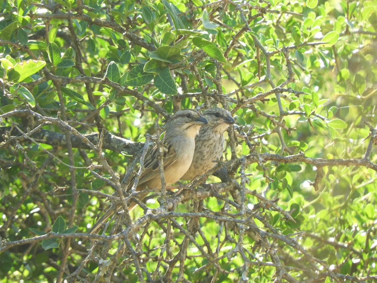 Bruant à calotte rayée - ML620789954