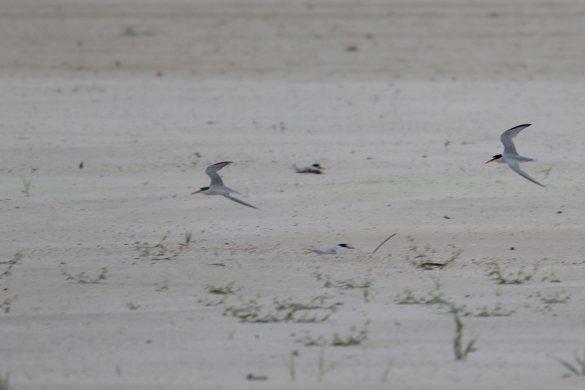 Least Tern - ML620789957