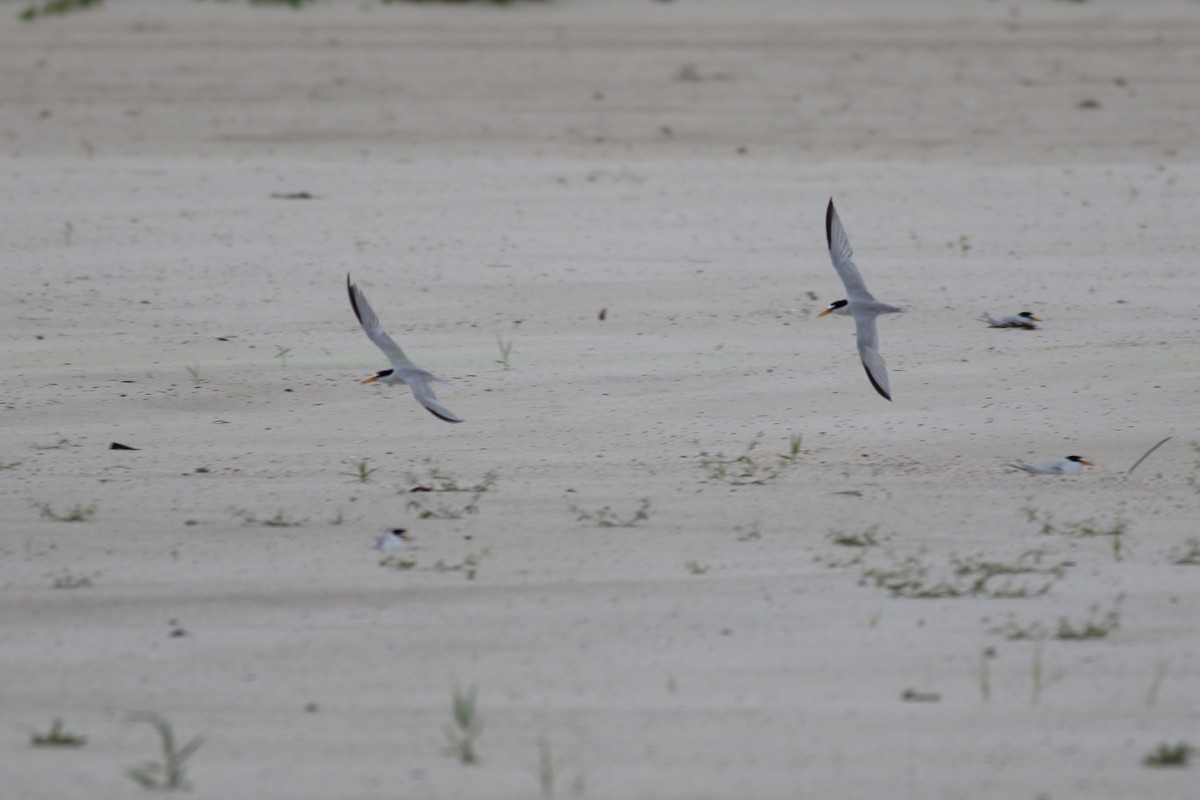 Least Tern - ML620789959