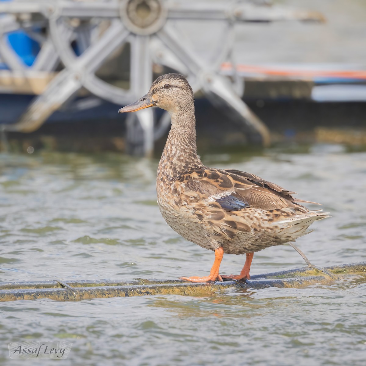 Canard colvert - ML620789961