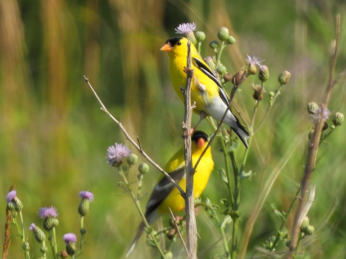 American Goldfinch - ML620789963