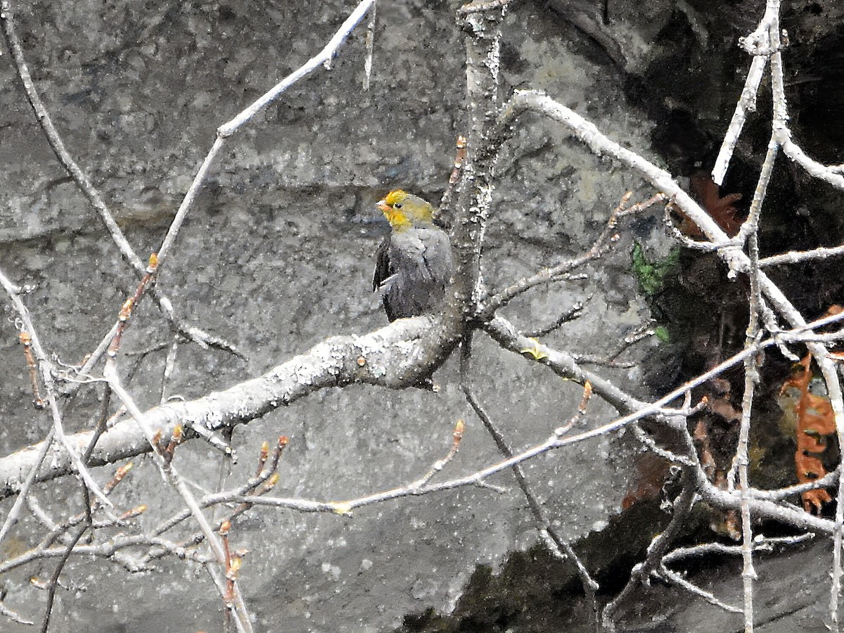 Yellow-rumped Honeyguide - ML620789964