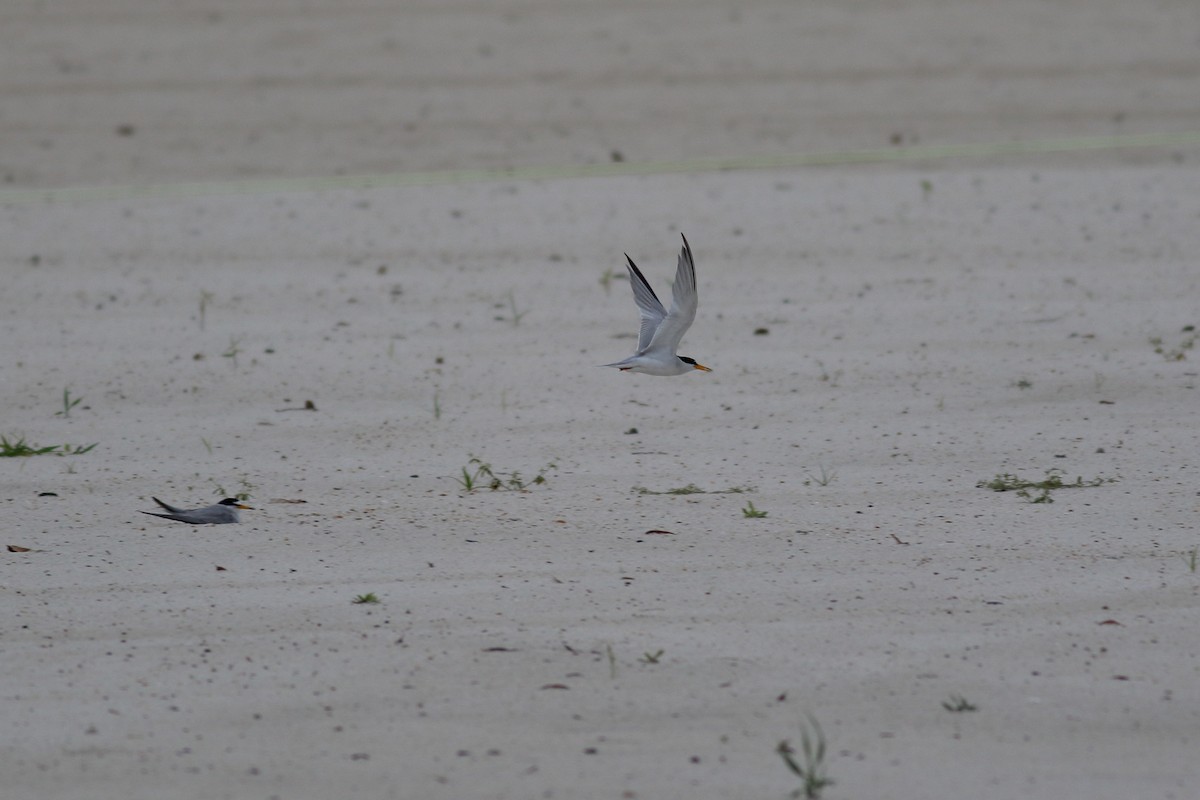 Least Tern - ML620789966