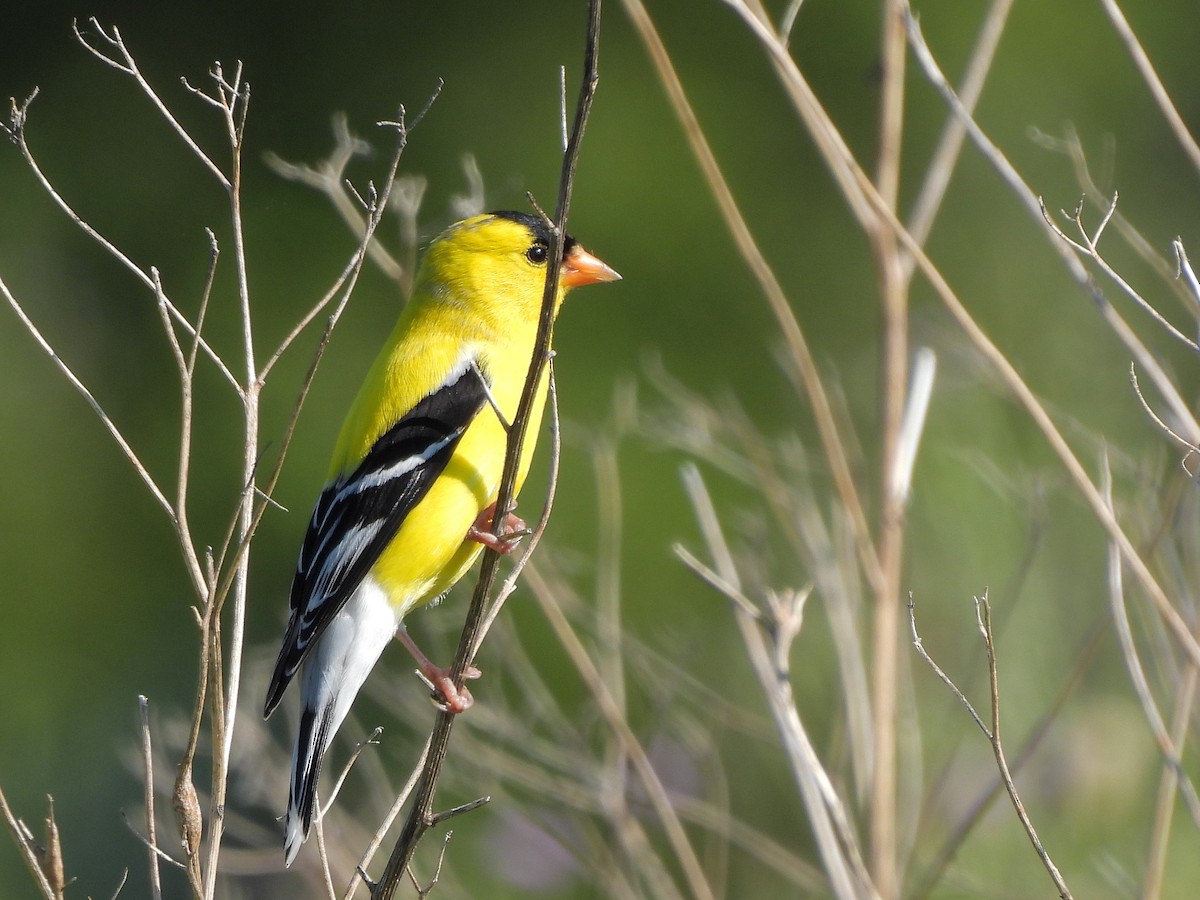 American Goldfinch - Bill Nolting