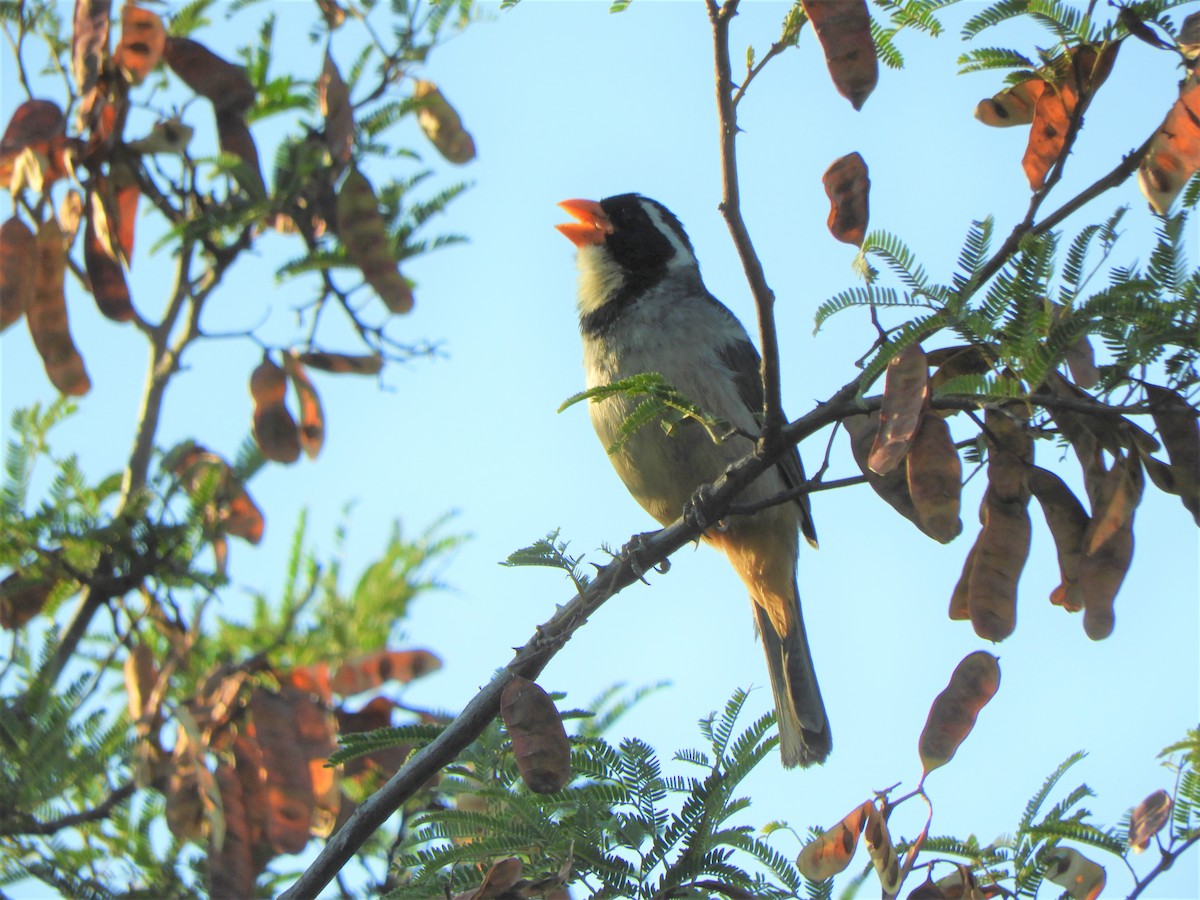 Golden-billed Saltator - ML620789969