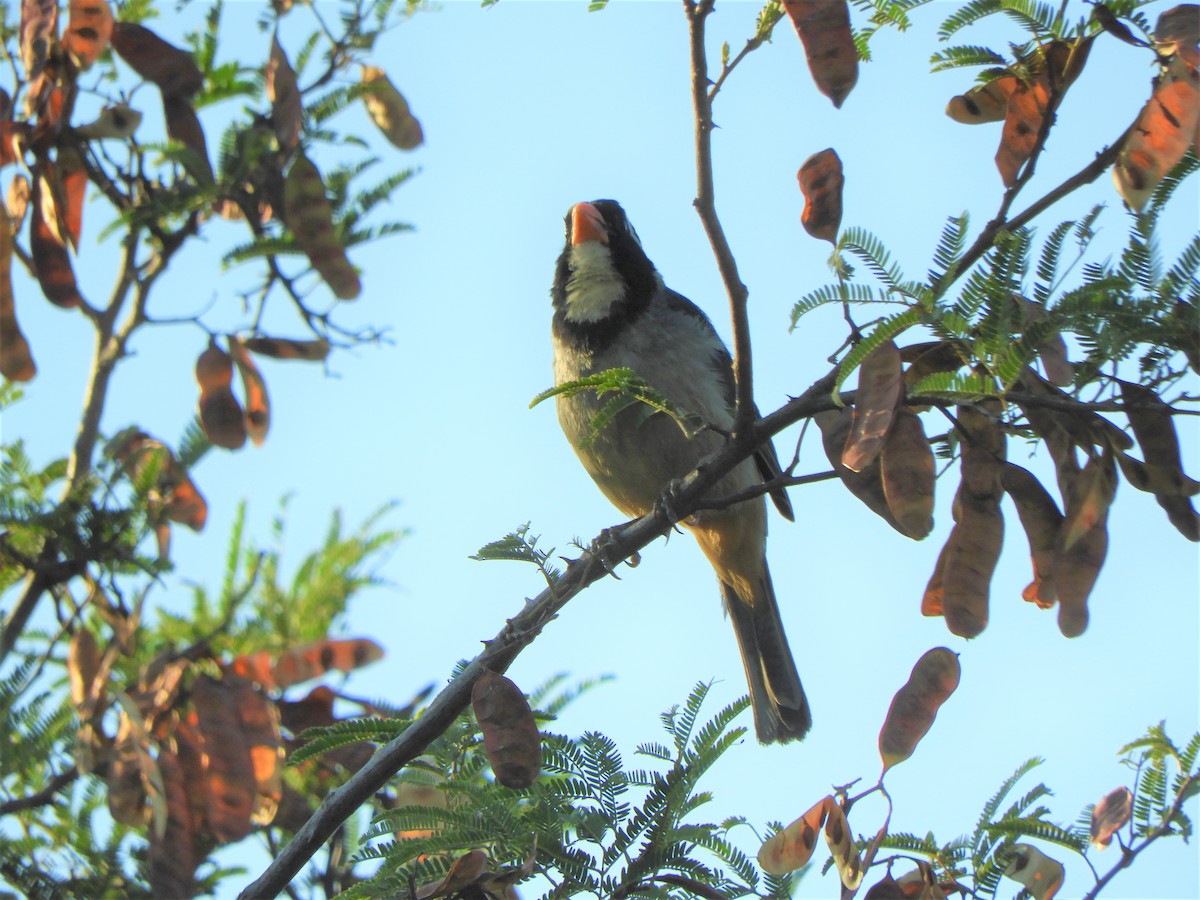 Golden-billed Saltator - ML620789970