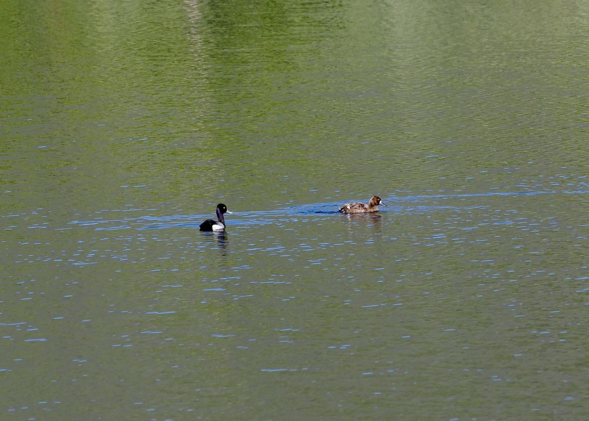 Lesser Scaup - ML620789974