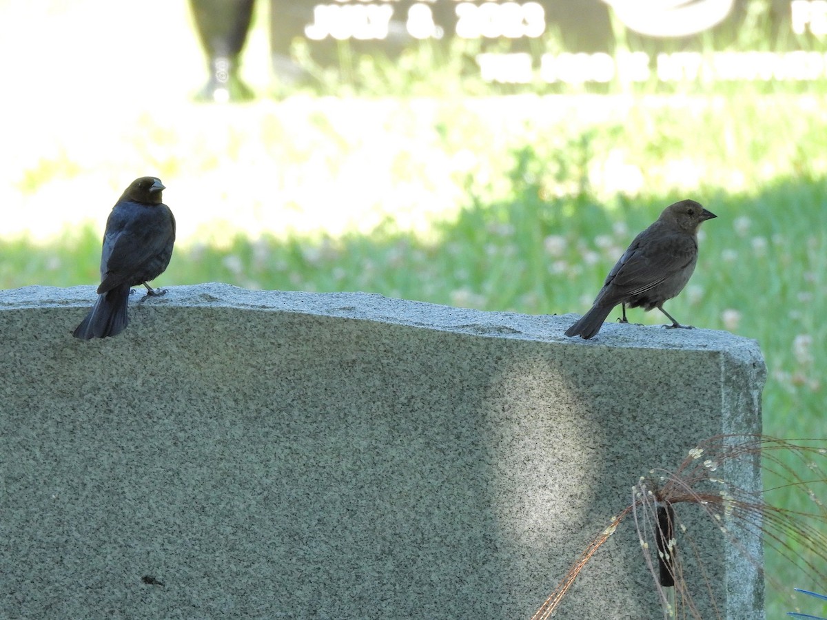 Brown-headed Cowbird - ML620789975