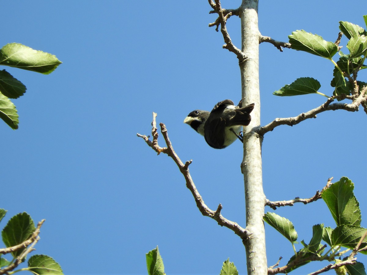 Double-collared Seedeater - ML620789976