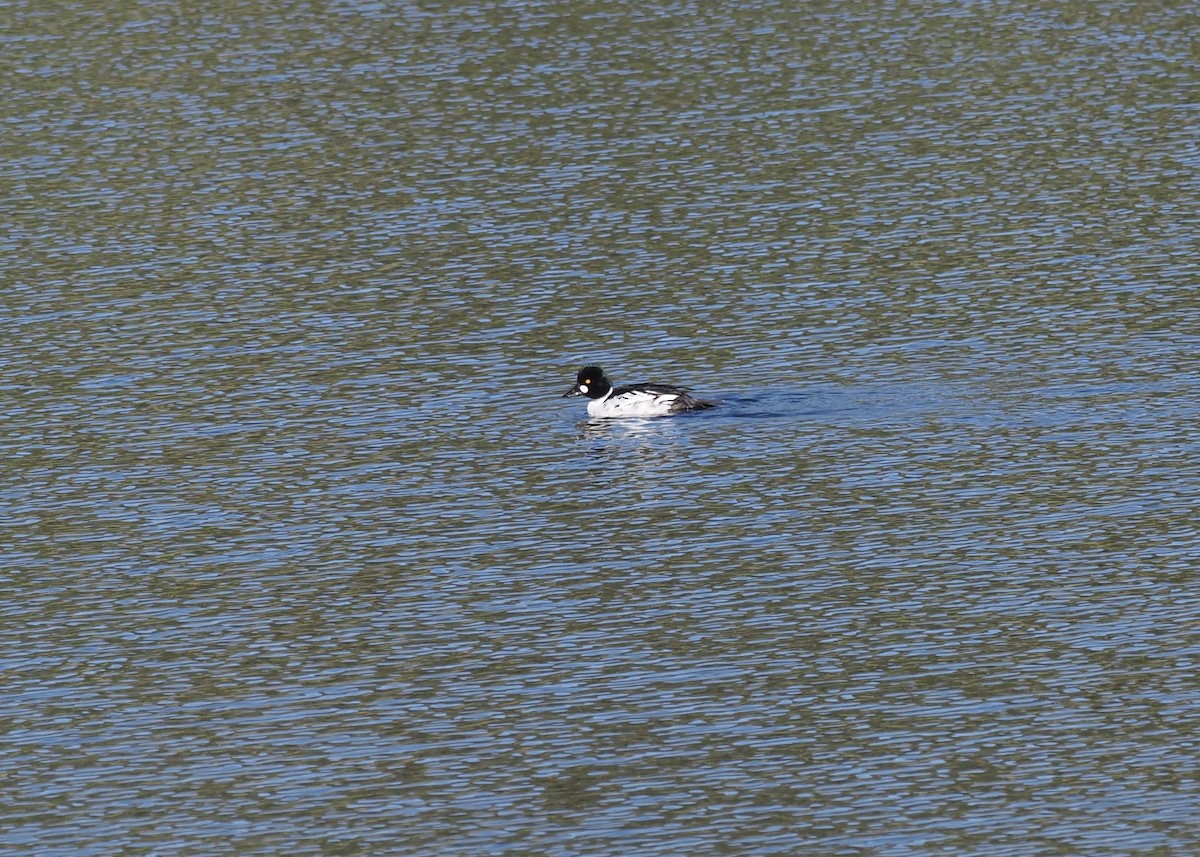 Common Goldeneye - ML620789977