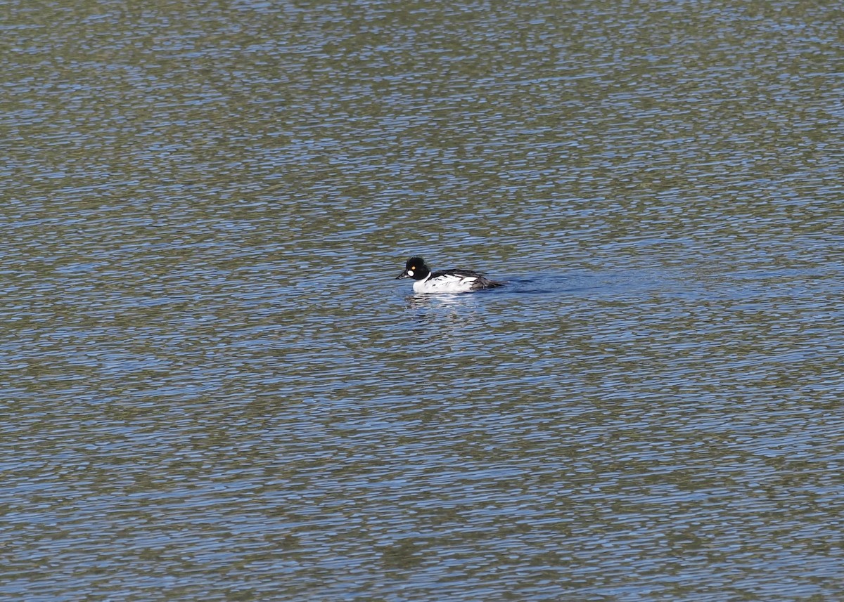 Common Goldeneye - ML620789977