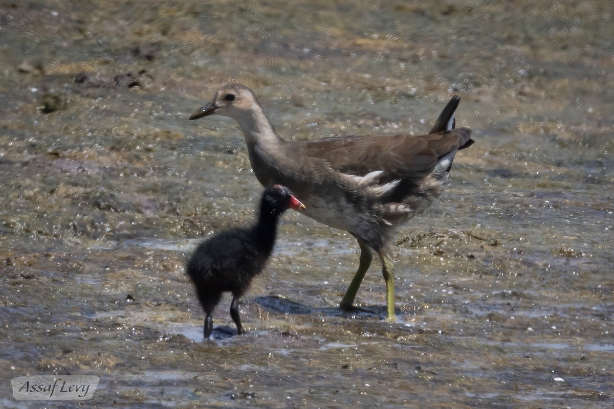 Eurasian Moorhen - Assaf Levy