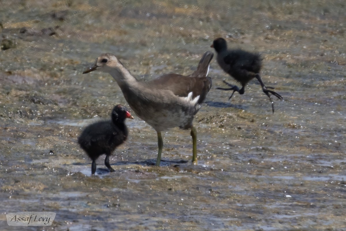 Eurasian Moorhen - ML620789980