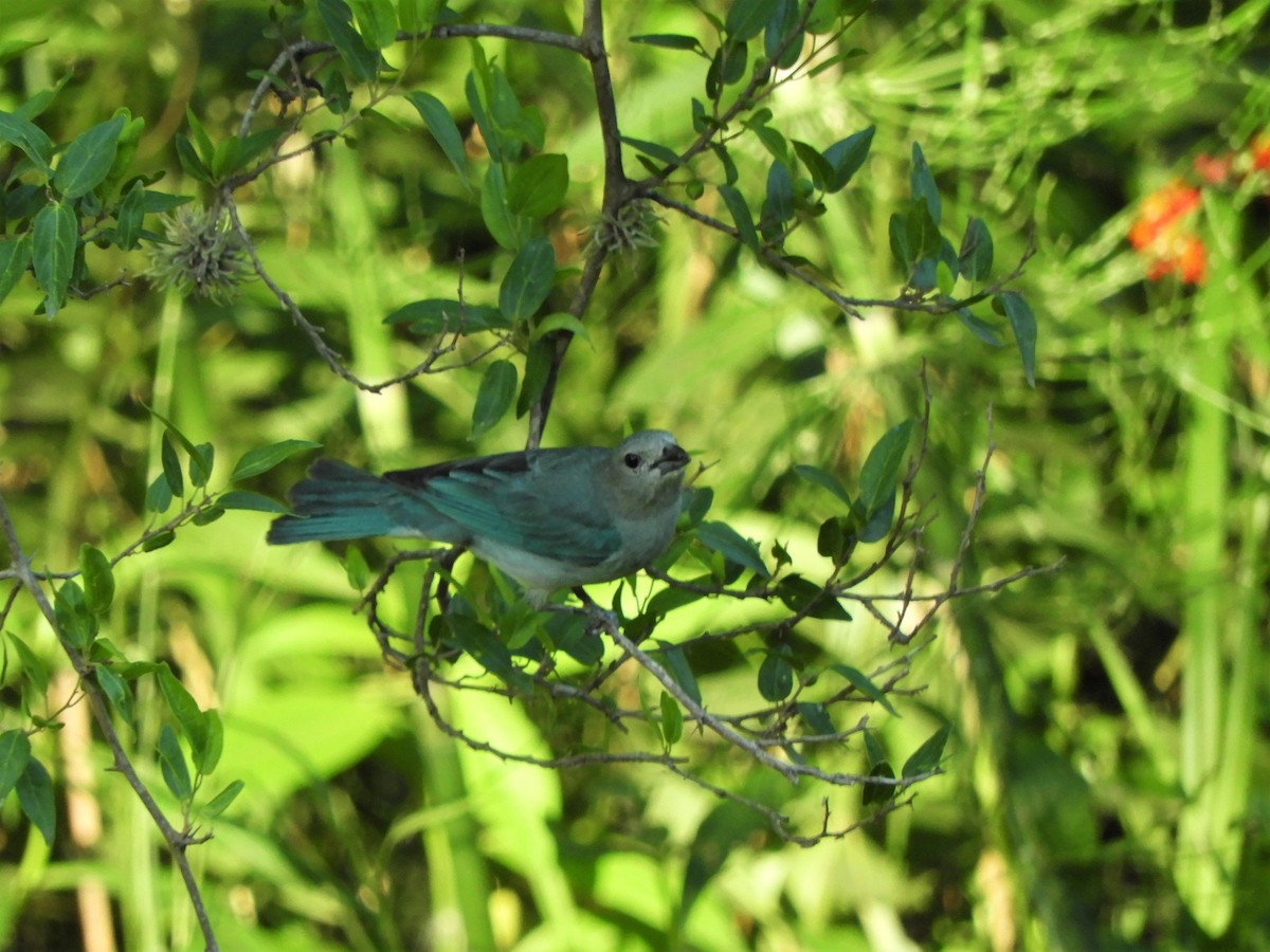 Sayaca Tanager - ML620789982