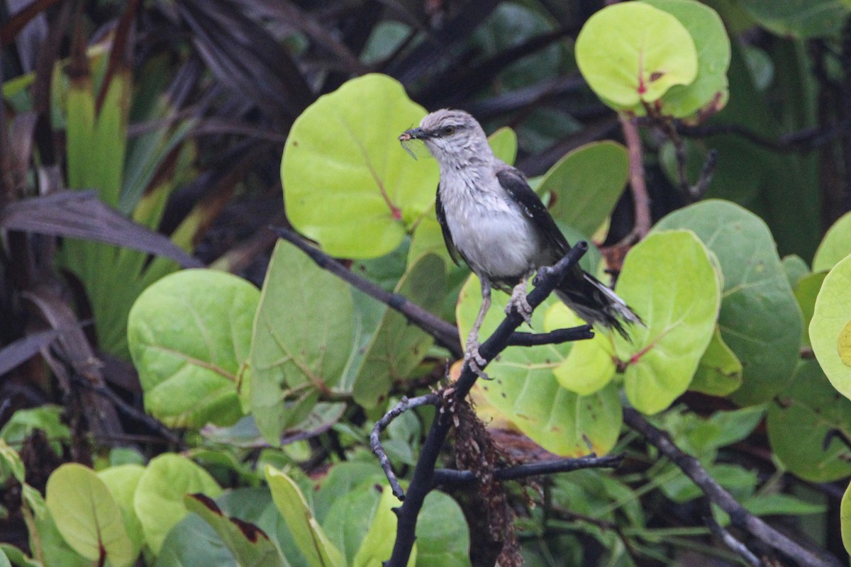 Tropical Mockingbird - ML620789984