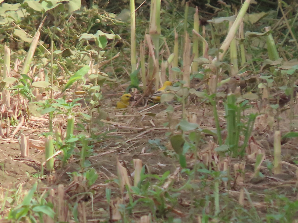 Arabian Golden Sparrow - Gregory Askew