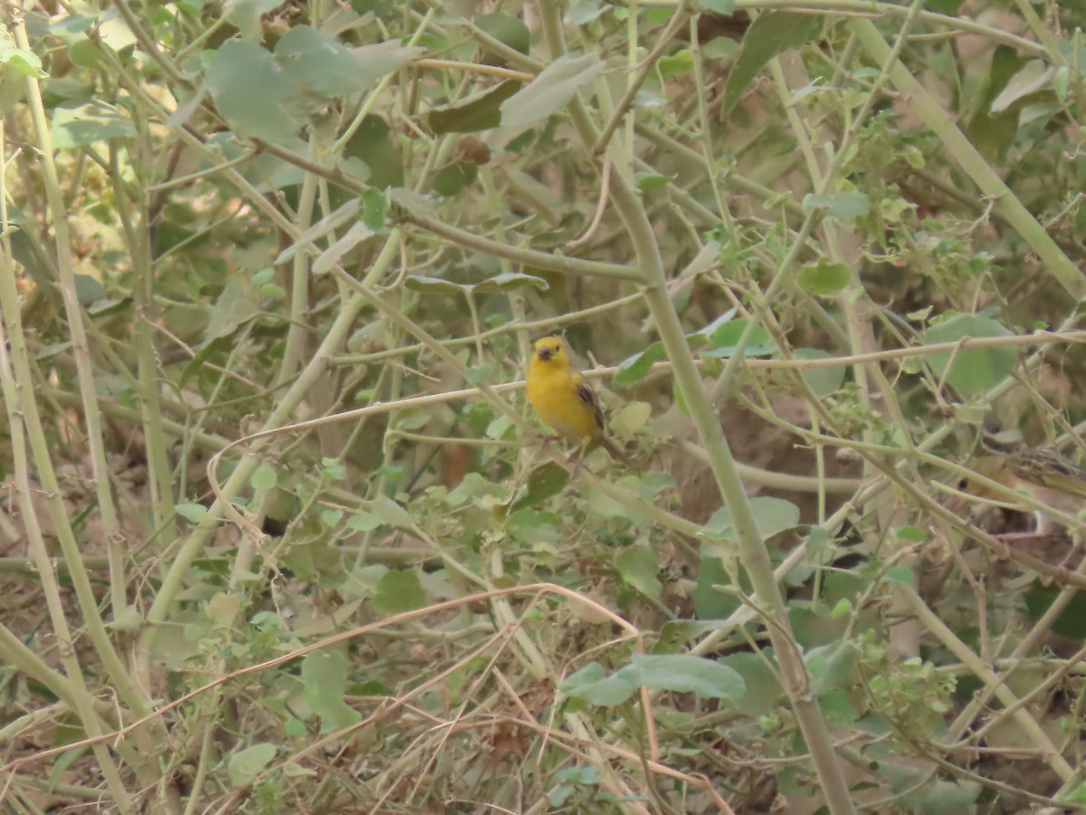 Arabian Golden Sparrow - ML620789986