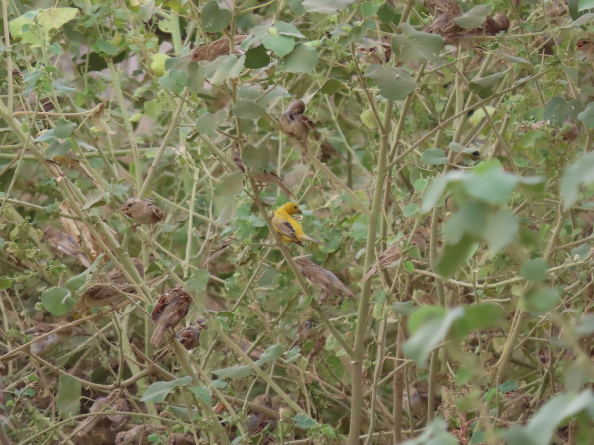 Arabian Golden Sparrow - ML620789987