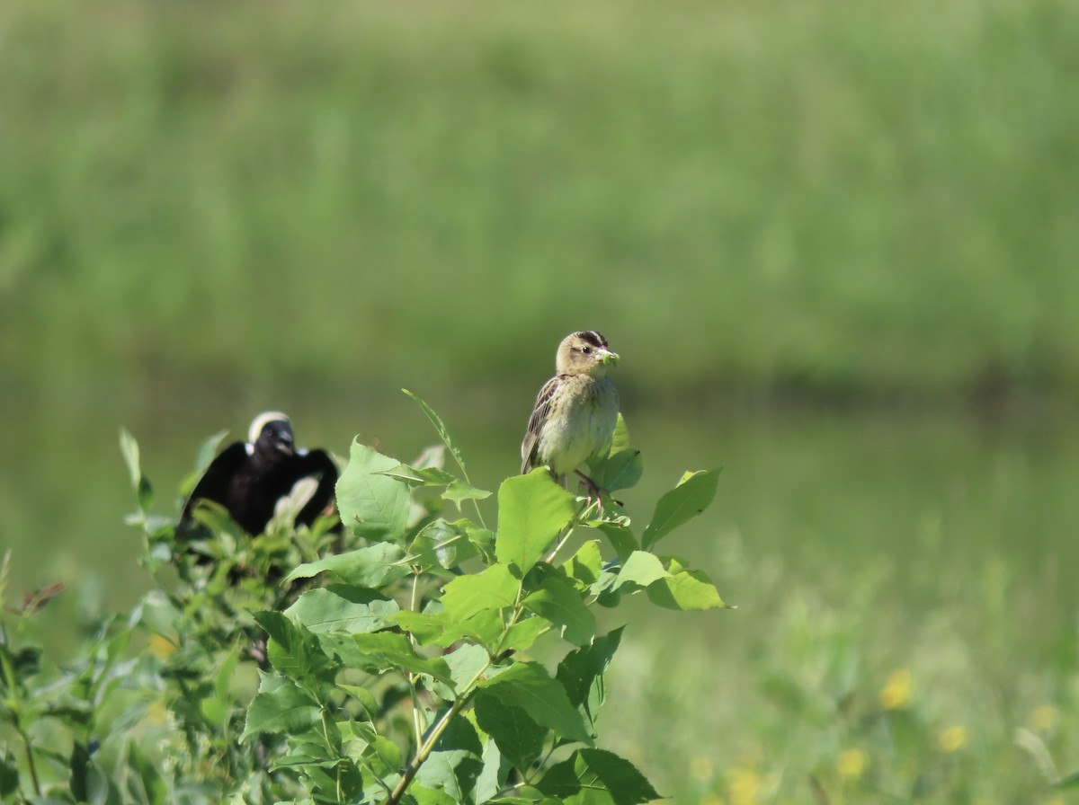 bobolink americký - ML620789988