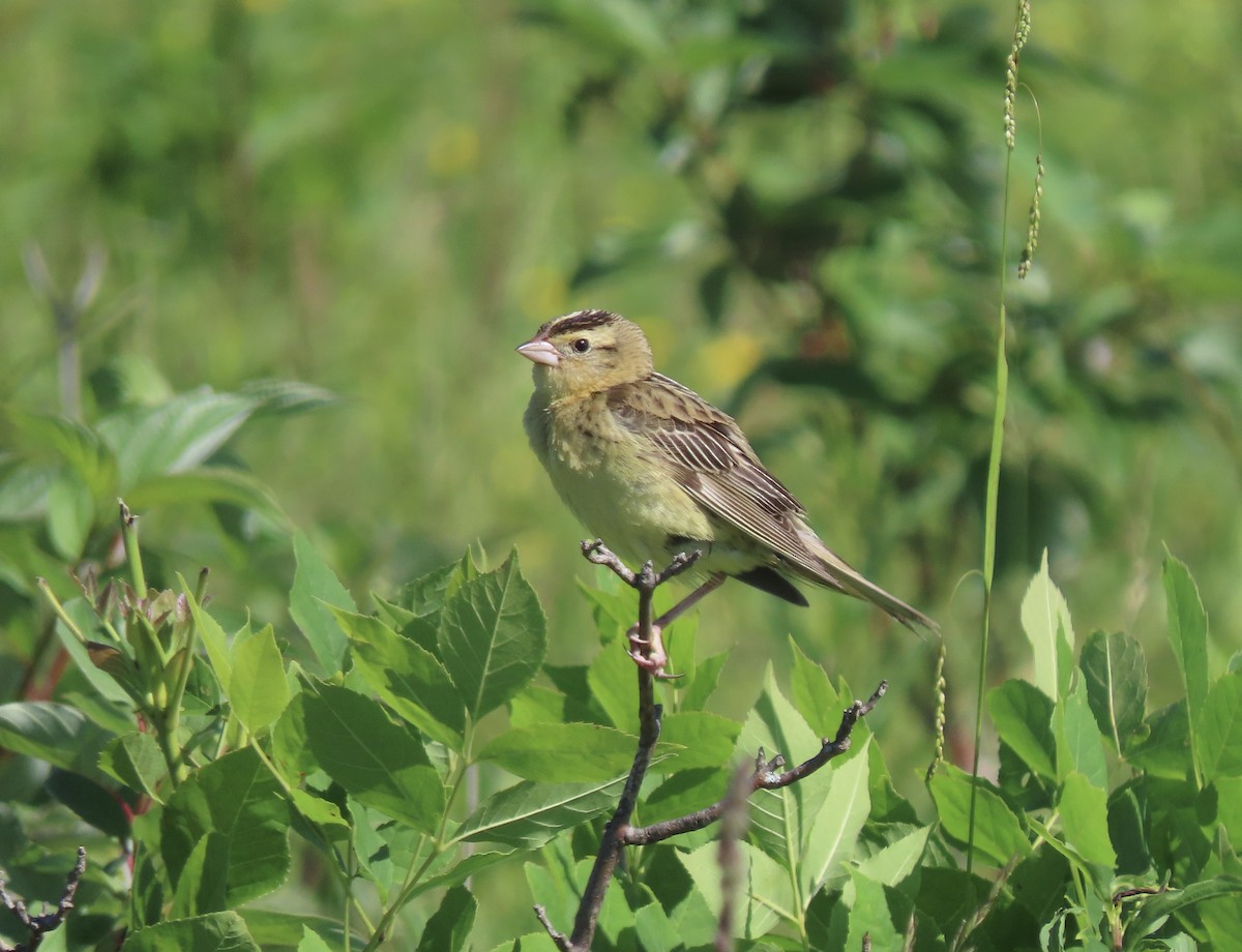 bobolink americký - ML620789989