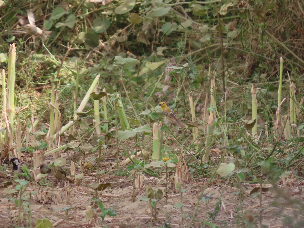 Arabian Golden Sparrow - ML620789990