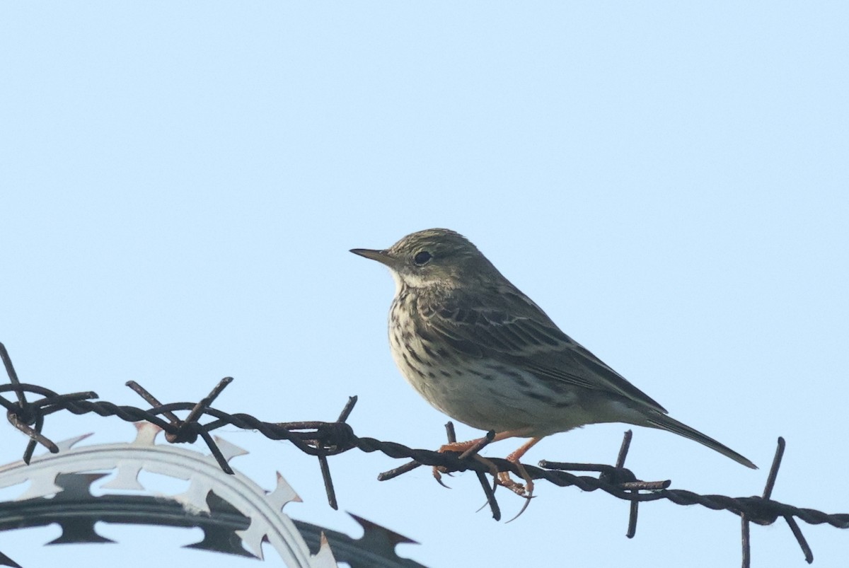 Meadow Pipit - ML620789993