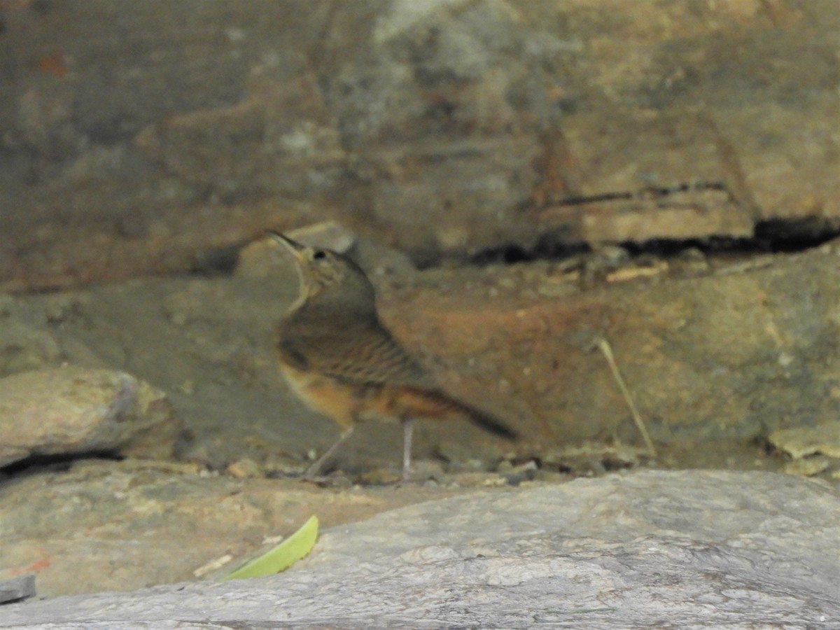 House Wren - ML620789994