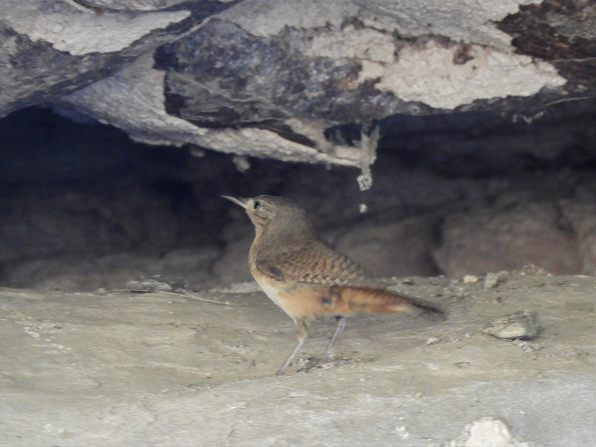 House Wren - Jorge Juan Rueda