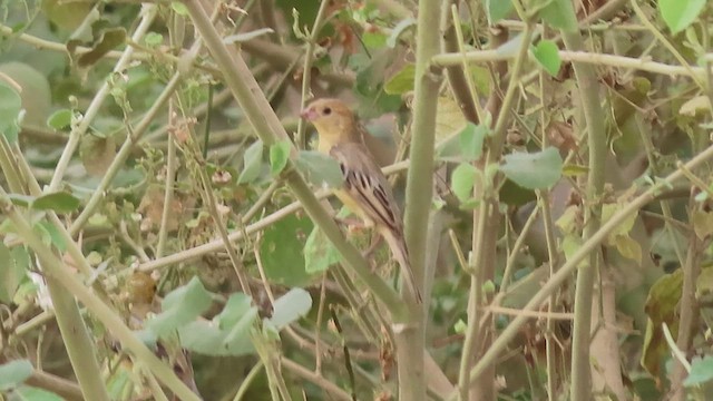 Arabian Golden Sparrow - ML620789999