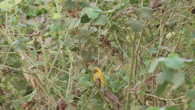 Arabian Golden Sparrow - ML620790003